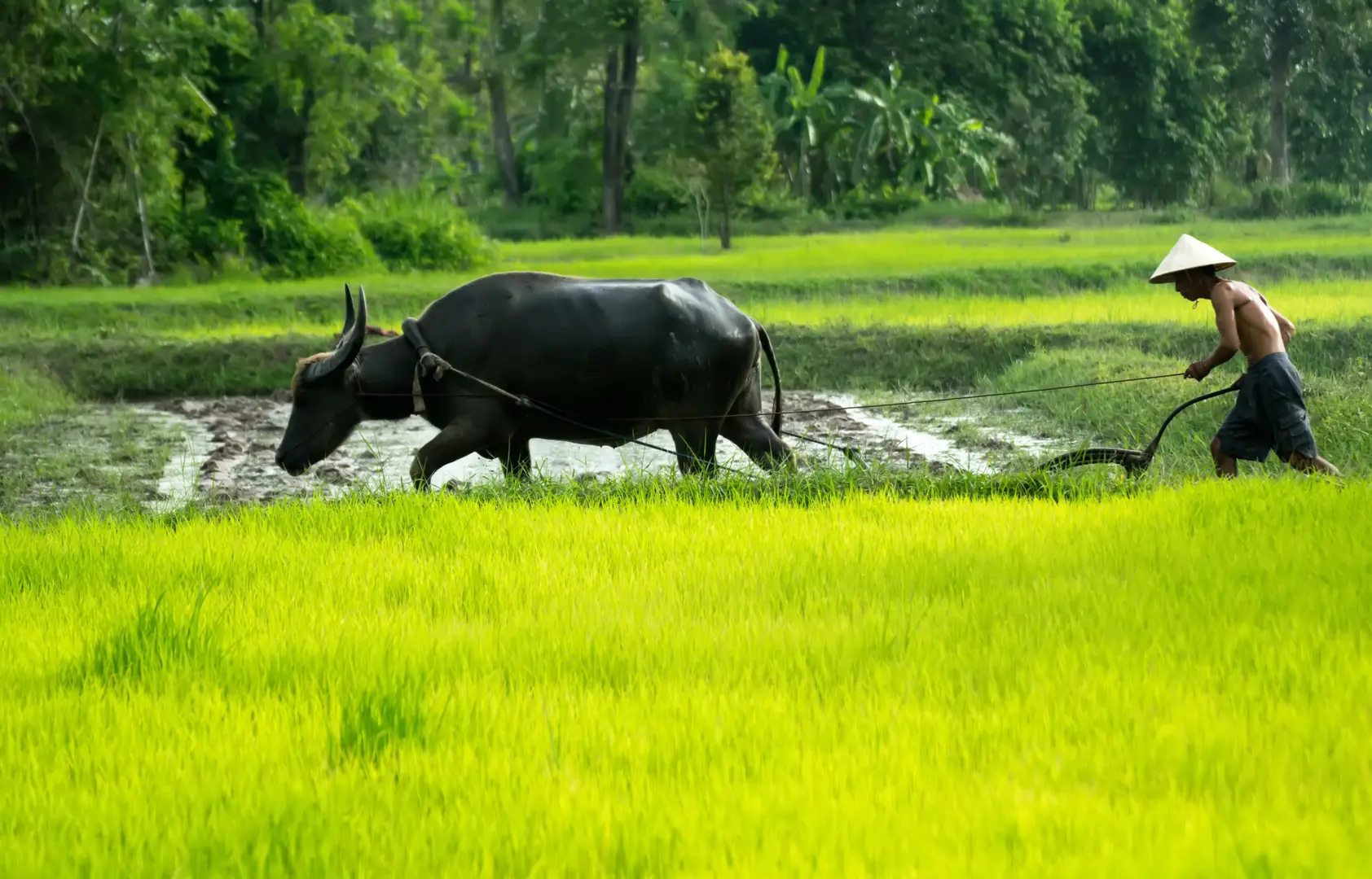 Farmer guiding a buffalo through a lush rice field
