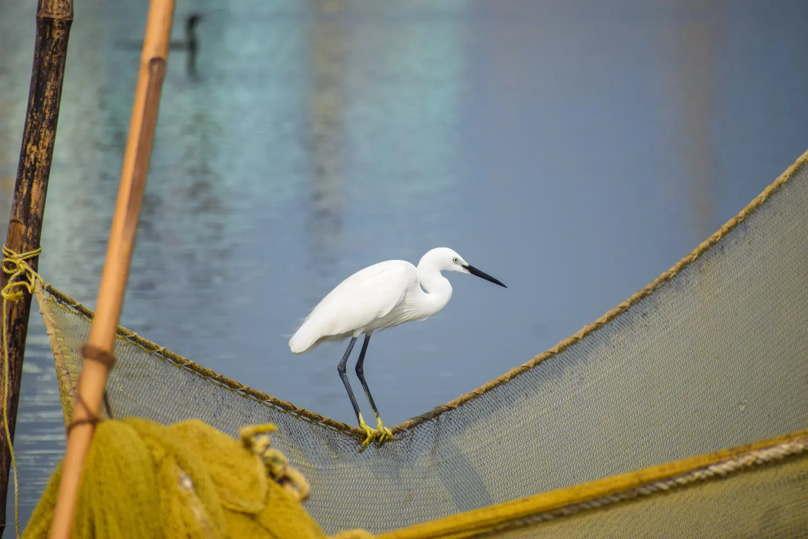 Great white heron perched on a fishing net