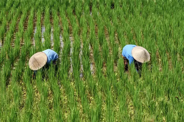 Farmers at Tra Que Herb Village